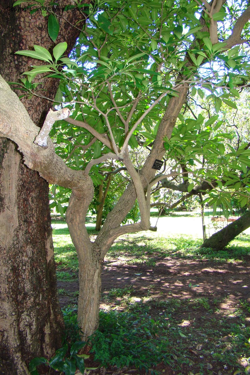 Tabernaemontana elegans--South Africa. Durban Botanical Garden. 30 Jan 09. 127.jpg