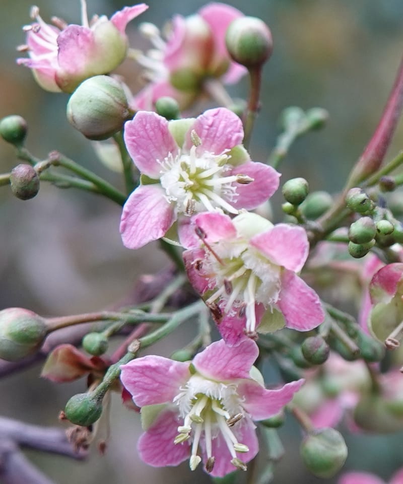 Delavaya toxocarpa, D. Boufford 44087--China. Yunnan. Xinshao Village. 28 Apr 2018. DSC00001 (25).JPG