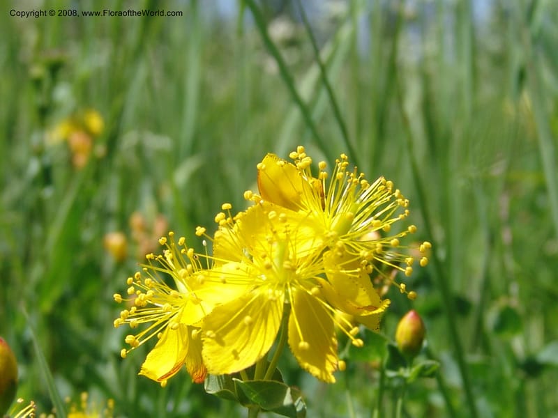Hypericum formosum, CDavidson10972--ID. Valley Co. For Serv Rd. 432, to Crestline Trail.  25 Jul 06. 121.jpg