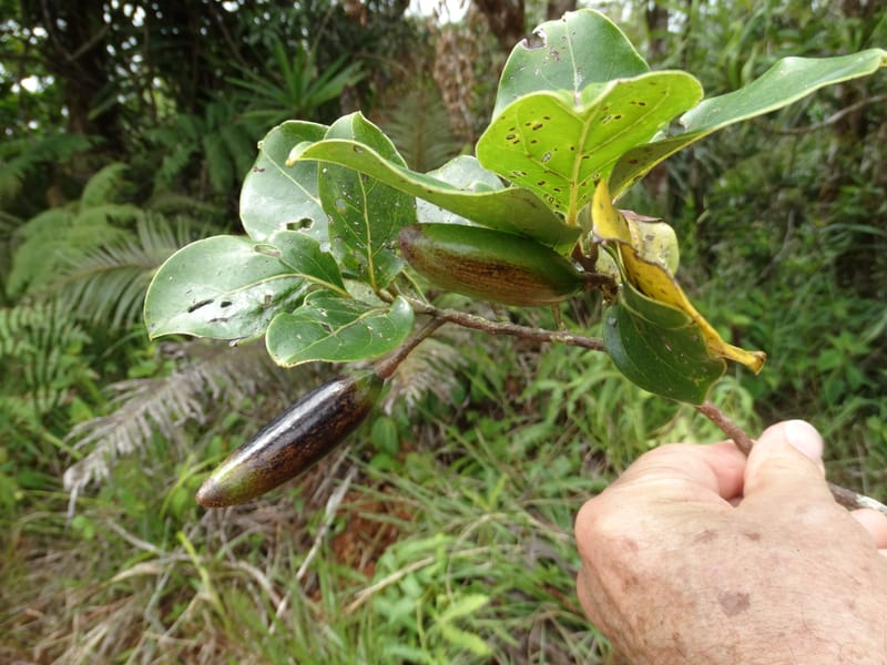 Endiandra monticola, Munzinger, J 7345--Fiji. Delaikoro Mtn. 3 Nov 2015. DSC08393 (347).JPG