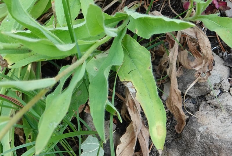 Hieracium scouleri, C. Davidson 13893--ID. Fremont Co. Fish Cr. Rd. Stop 2. 1 Aug 2018. DSC08790 (18).JPG