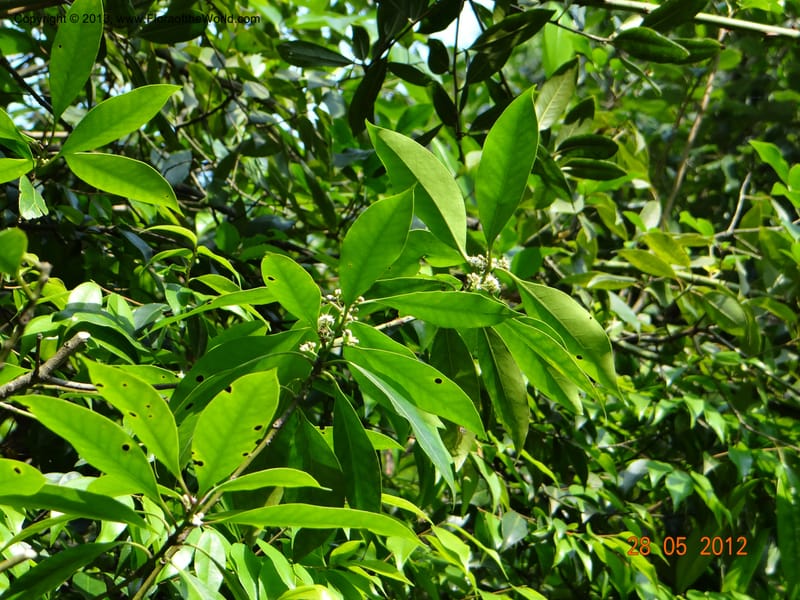 Ilex sp., Not collected--China, Zhejiang, Shunxi, 28 May 2012 281.JPG