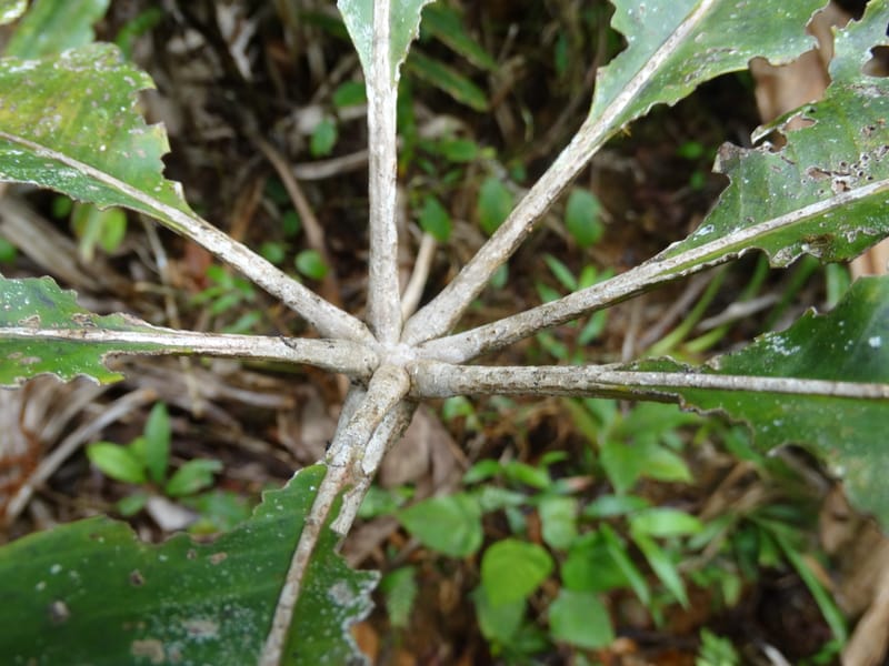 Plerandra insolita, Plunkett, G 3186--Fiji. Waisali Rainf. Reserve. 4 Nov 2015. DSC08848 (236).JPG