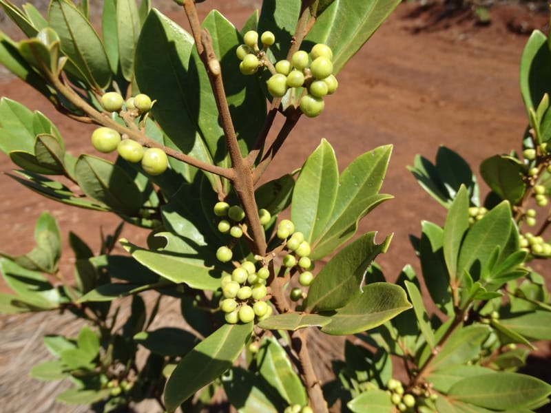 Comptonella, Munzinger, J 7483--New Caledonia. PinPin. 20 Nov 2015. DSC03938 (489).JPG
