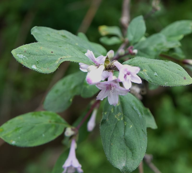 Leptodermis pilosa var. pilosa, C. Davidson 13764--China. Sichuan. Yibailingba-gou. 12 Aug 2017. DSC04660 (280).JPG
