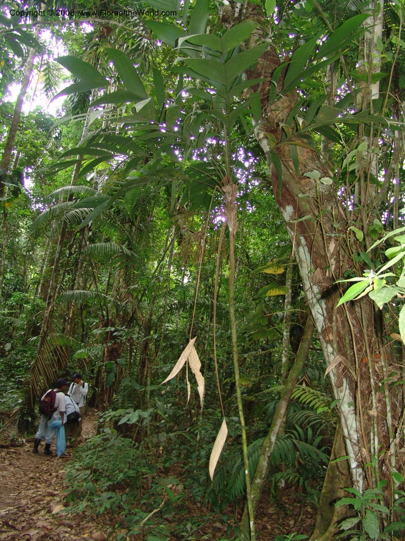 Geonoma brogniartii, AAraujoM1105--Bolivia. Pq. Nac. Madidi. Chalalan. S. Jaguar. 25 Nov 04. 071.jpg