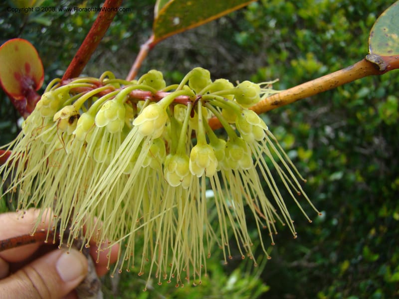 Cunonia macrophylla, JMunzinger4910--New Caled. Parc Prov. Riviere Bleue. 22 Nov 07. 208.jpg