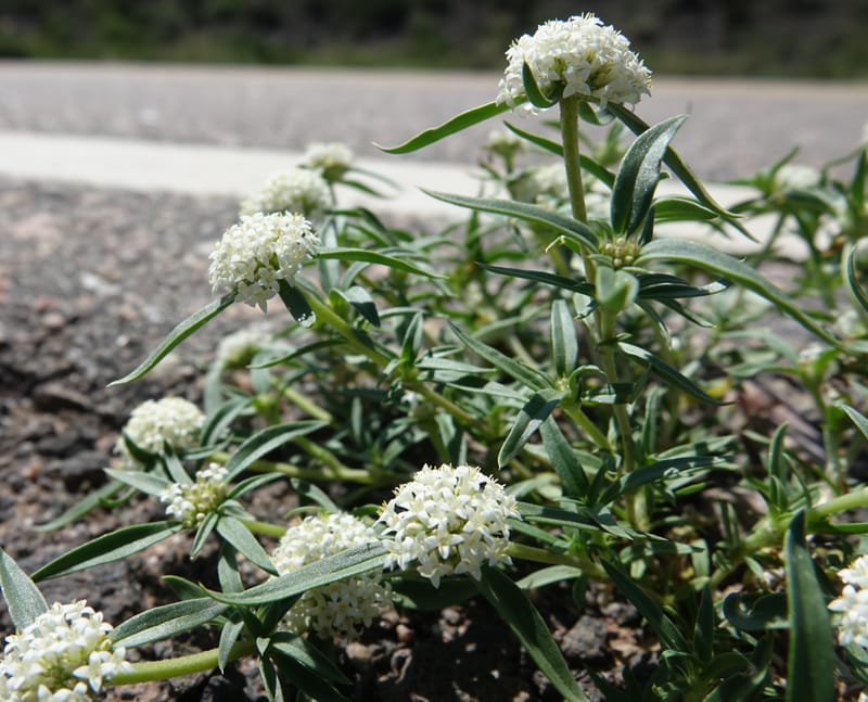 Mitracarpus megapotamicus, Fortunato 13148--Argentina. Hwy 150, S of Ischigualasto. 7 Feb 2018. DSC09263 (89).JPG