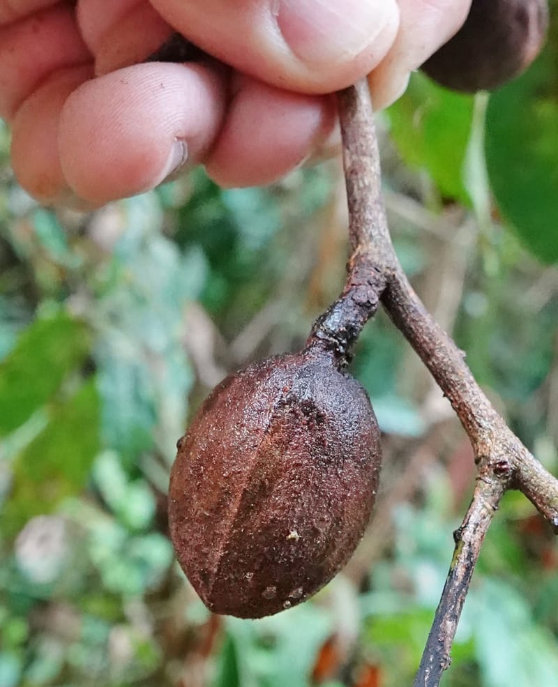 Staudtia gabonensis, C. Davidson 13939--Gabon. Maurel & Prom Oil Rd. 2 Nov. 2018. DSC01376 (263).JPG