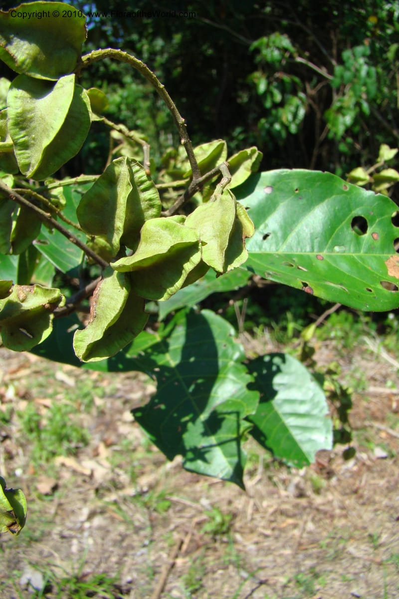Combretum, Vasquez 34751--Peru. Loreto. Dist. Nauta. Miraflores, Rio Tigre. 9 Nov 08. 243.jpg