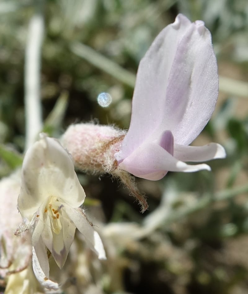 Astragalus purshii, C. Davidson 13582--ID. Idaho Co. Salmon R. Rd. E of Riggins. 24 May 2017. DSC00708. JPG (222).JPG