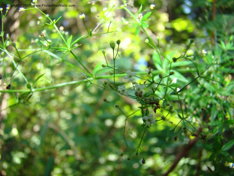 Galium asperrimum, CDavidson11269--ID. Valley Co. Sylvan Beach, Payette Lake. 24 Aug 08. 124.jpg