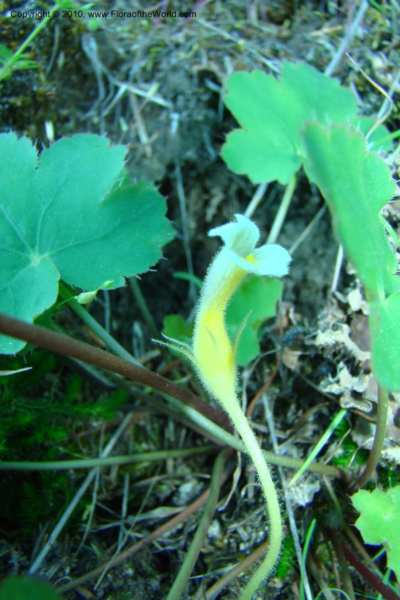 Orobanche uniflora, C. Davidson 11378--Idaho. Idaho Co. Salmon River. Polly Bemis Ranch. 27 May 2009. 024.jpg