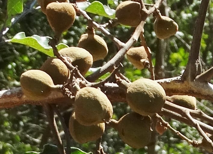 Cupaniopsis, Callmander, M 1227--New Caledonia. Tina. 10 Nov 2015. DSC00610 (15).JPG