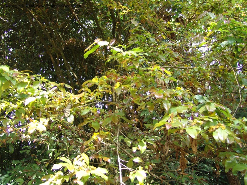 Ochna holstii--Kenya. Limuru.  Barry Cameron's Garden. 12 Jul 04. 012.jpg