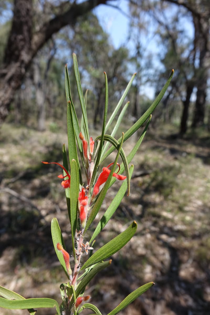 Adenanthos barbiger, Davidson, C 13472--Australia. W.A. Albany Hwy, odom 33.5. 28 Oct 2016. DSC05957 (38).JPG