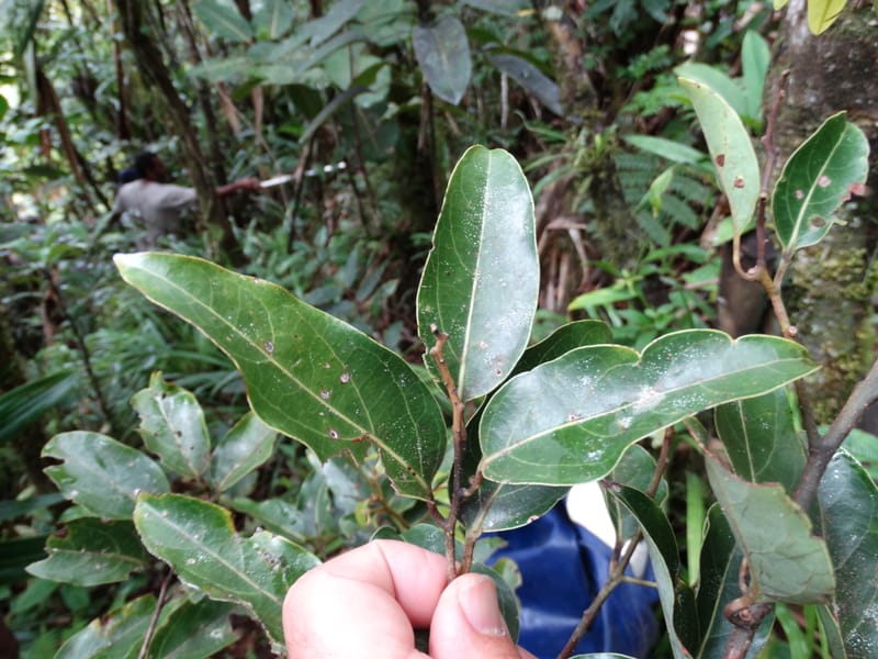 Cryptocarya turbinata, Munzinger, J 7359--Fiji. Waisali Rainf. Reserve. 4 Nov 2015. DSC08848 (109).JPG