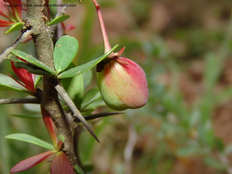 Putterlichia pyracantha--So.Africa. E. Cape. Uitenhage Nat. Res. 6 Mch 05. 145.jpg