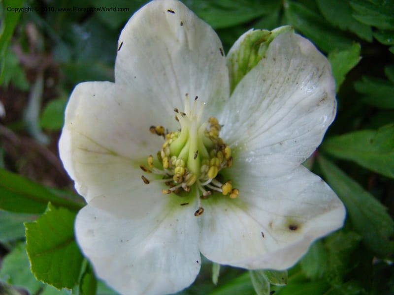 Helleborus niger, C. Davidson 11219--Slovenia, Stajerska Region, Menina Planina, 19 May 2008.  038 (2).jpg