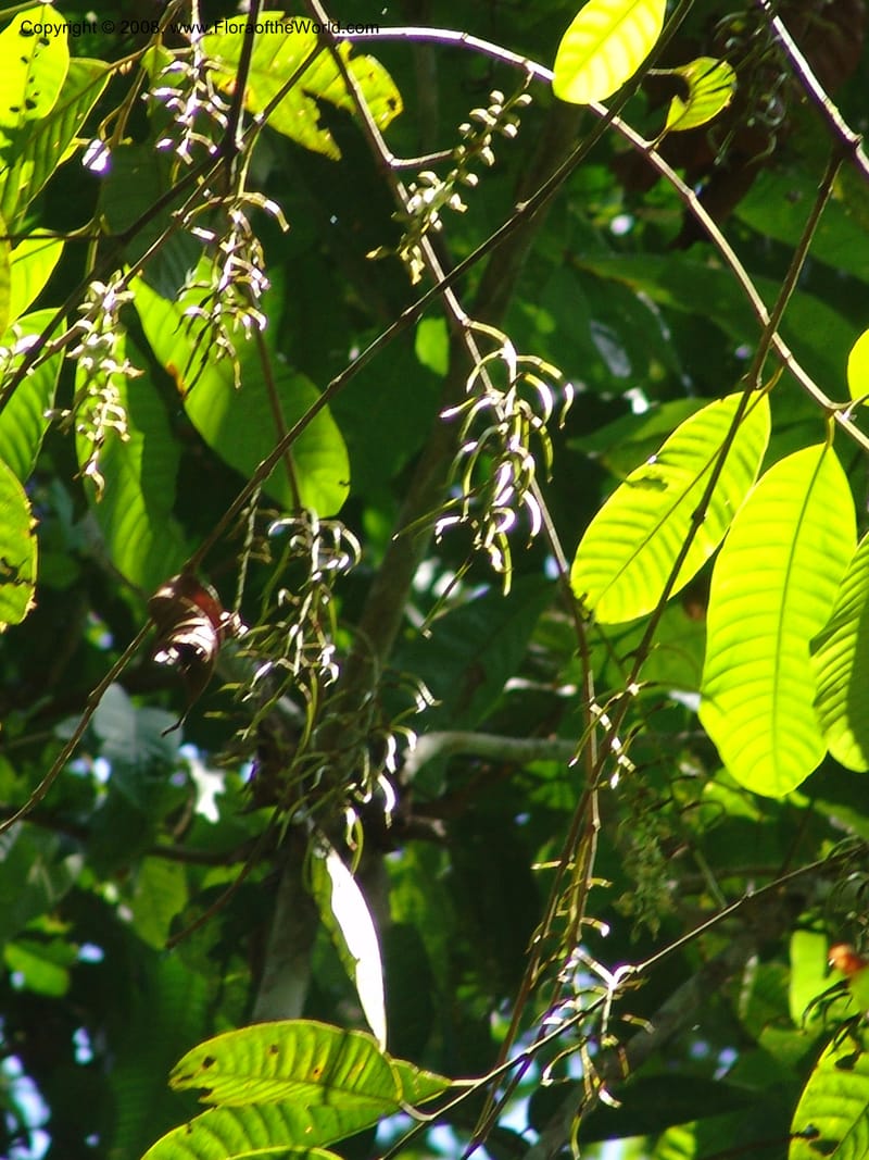 Marila laxiflora, AAraujoM1248--Bolivia. Pq. Nac. Madidi. Chalalan, Send. Anta. 30 Nov 04. 226.jpg