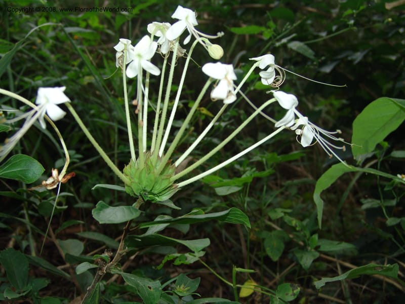 Clerodendrum zambesiacum cf, W4519--So. Afr. Mpumal. Karino, Whyte Thorne Gdn. 14 Mch 05. 122.jpg