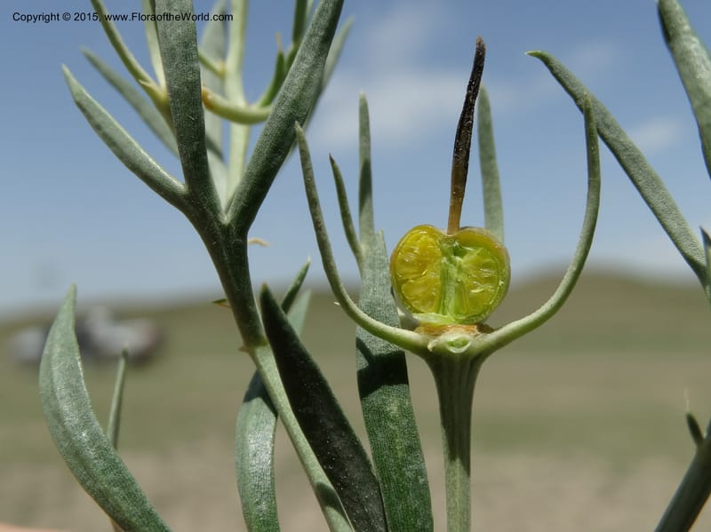 Peganum harmala, Davidson, C 12436--Georgia (Caucasus). Kakheti Region. (Kiziki). Toward Vashlovani. 6 Jun 2014. DSC07328 (495).JPG