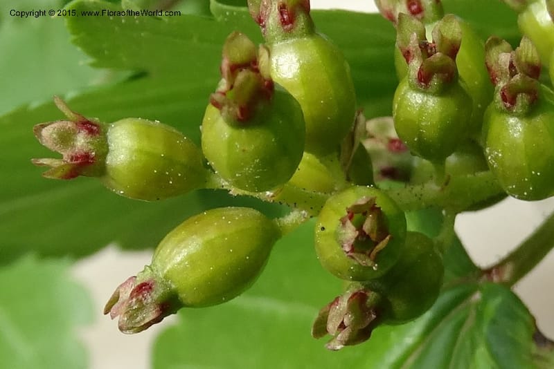 Ribes, Boufford, D 43667--China. Sichuan. GuoBaYan, HanBaiYu Shan. 12 May 2014. DSC05373 (241).JPG
