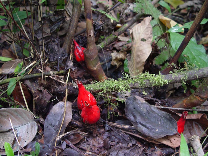 Aframomum sceptrum--Cameroon. Mt. Cameroon. 5 Dec 03. 151.jpg