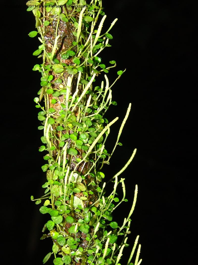 Peperomia, RVasquez31563--Peru. Prov. Oxa. Estac. Paujil. Send. El Mirador. 16 Oct 06. 522.jpg