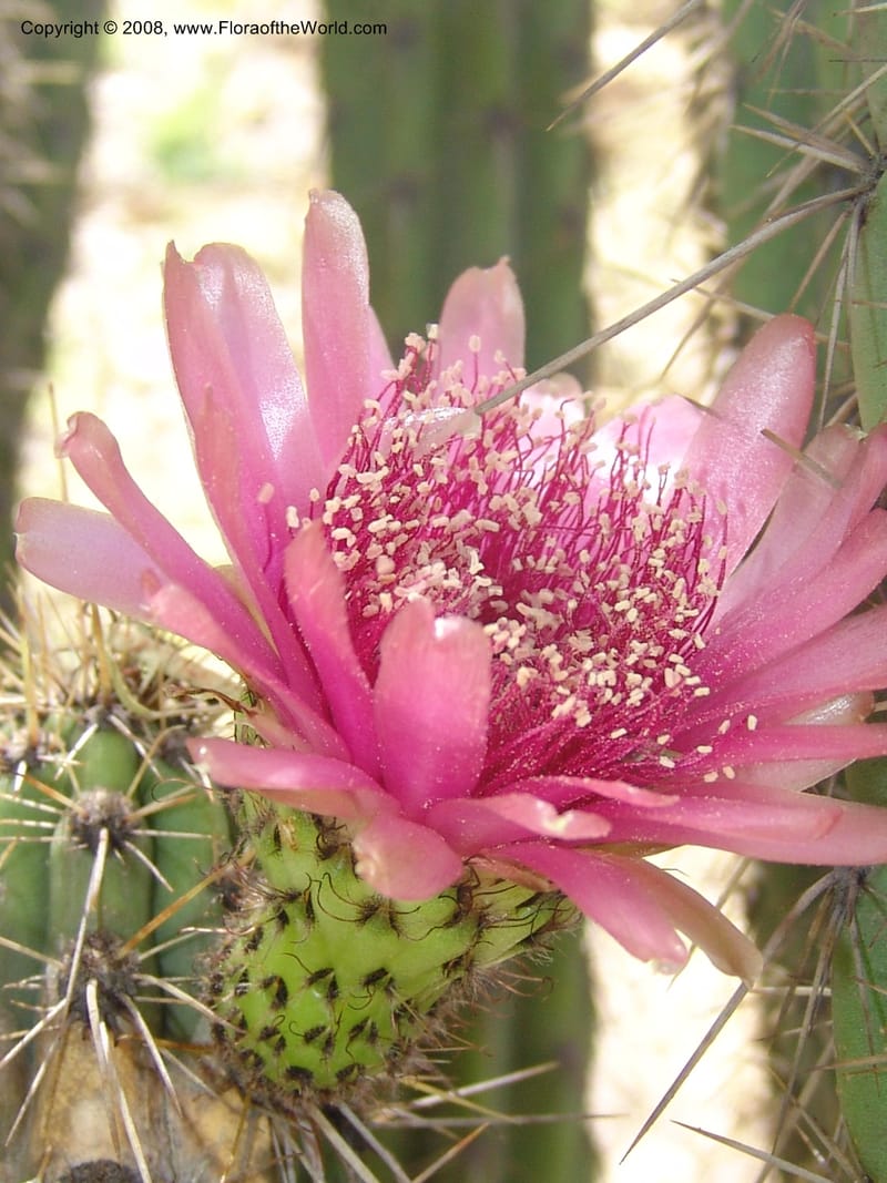 Corryocactus melanotrichus, nr. 1436--Bolivia. La Paz. Jardin Botanico La Paz. 3 Dec 04. 091.jpg