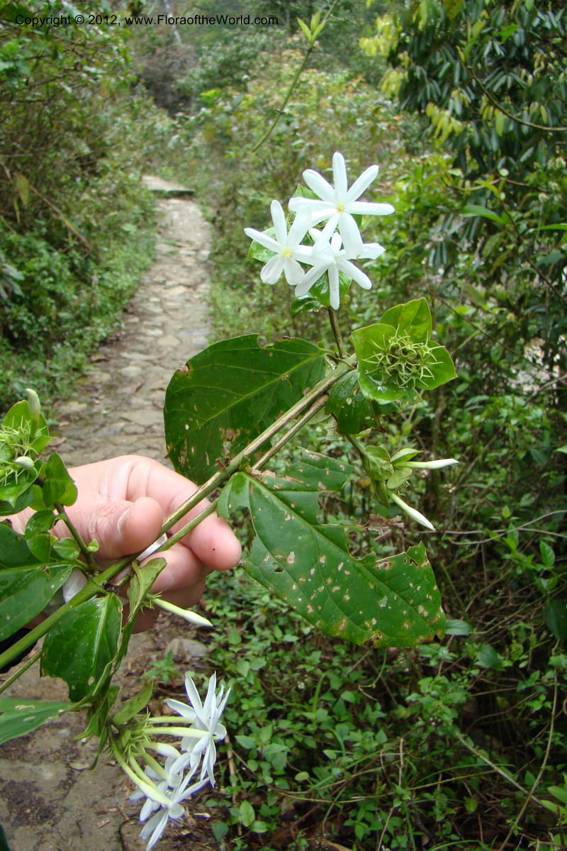 Gardenia, Regalado 1658--Viet Nam.Hoang Lien Son. 7 Apr 09. 072 (1).jpg