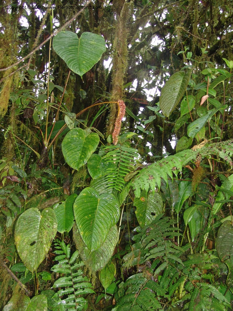 Anthurium longecuspidatum, Croat94384--Ecuador. Res. Bellavista. 9 Feb 05. 087.jpg