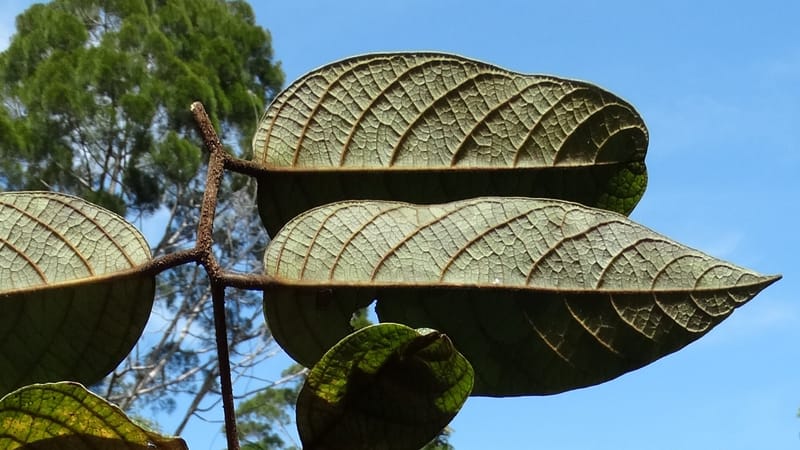 Cryptocarya constricta, Munzinger, J 7371--Fiji. Wailevu Rd. 6 Nov 2015. DSC09880 (3).JPG