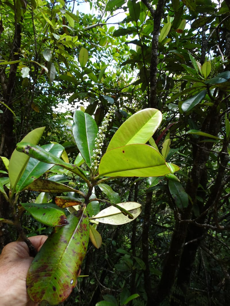 Quintinia major, Lowry, P 7373--New Caledonia. Mont Dzumac. 12 Nov 2015. DSC01563 (274).JPG
