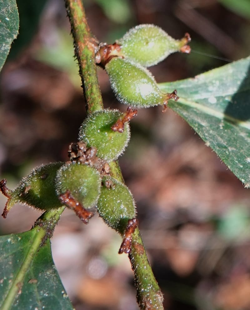 Aporosa dioica, D. Boufford 44137--China. Yunnan. Pu Wen to Da Du Gang on G213. 4 May 2018. DSC01724 (172).JPG