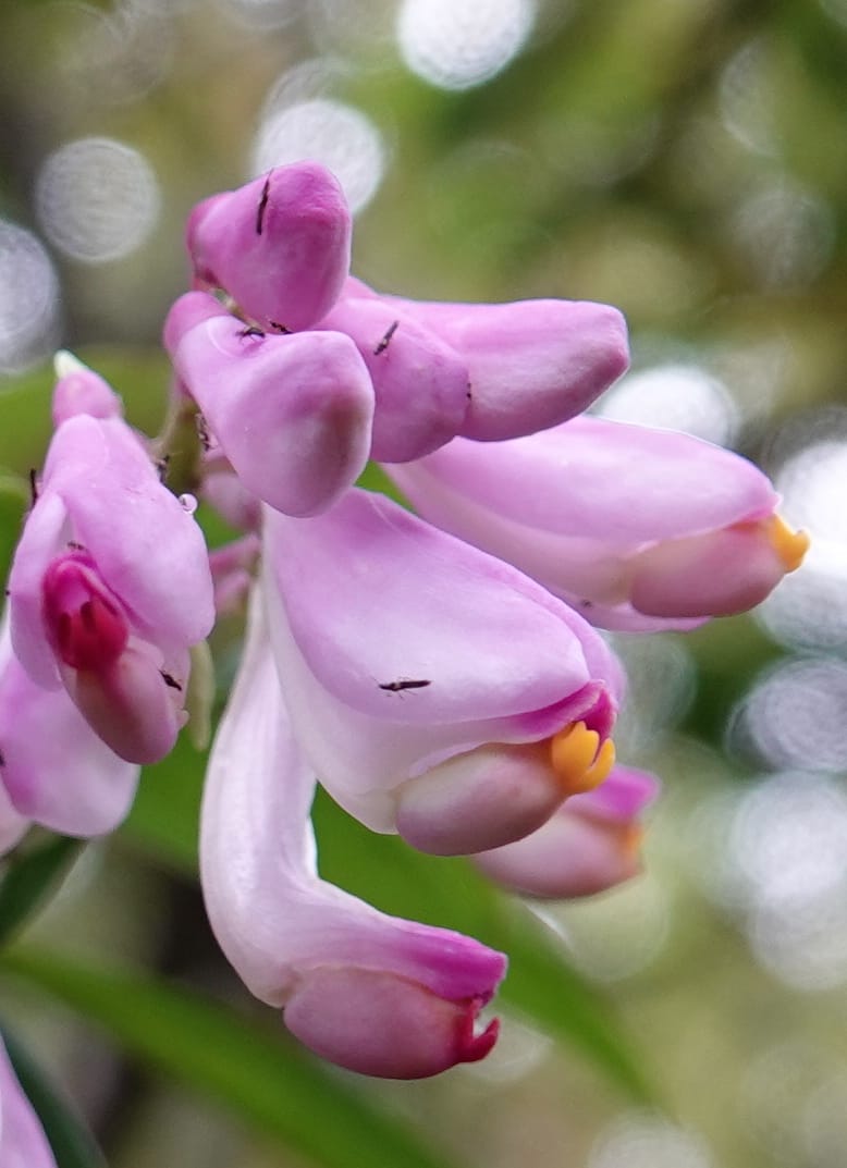 Polygala karensium, D. Boufford 44124--China. Yunnan. Da Wei Shan. 2 May 2018. DSC01093 (27).JPG