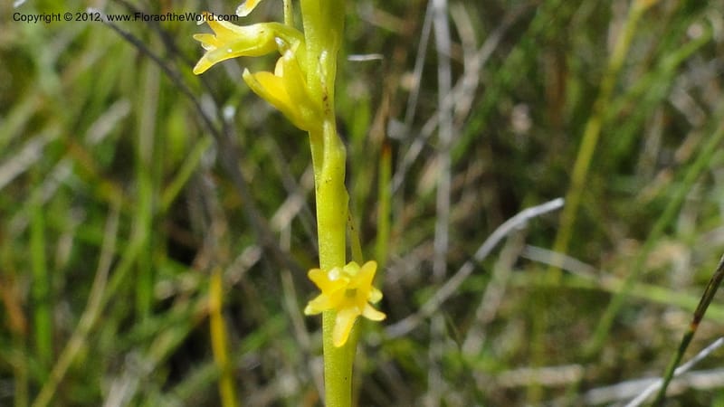 Habenaria simplex, N. Manjato 173--Madagascar. E of Ambositra toward Antoetra. 2 May 2010 151 (21).jpg