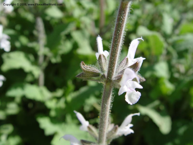 Salvia disermas, 2002.0096--Spain. Barcelona Botanic Garden. 19 Apr 04. 133.jpg