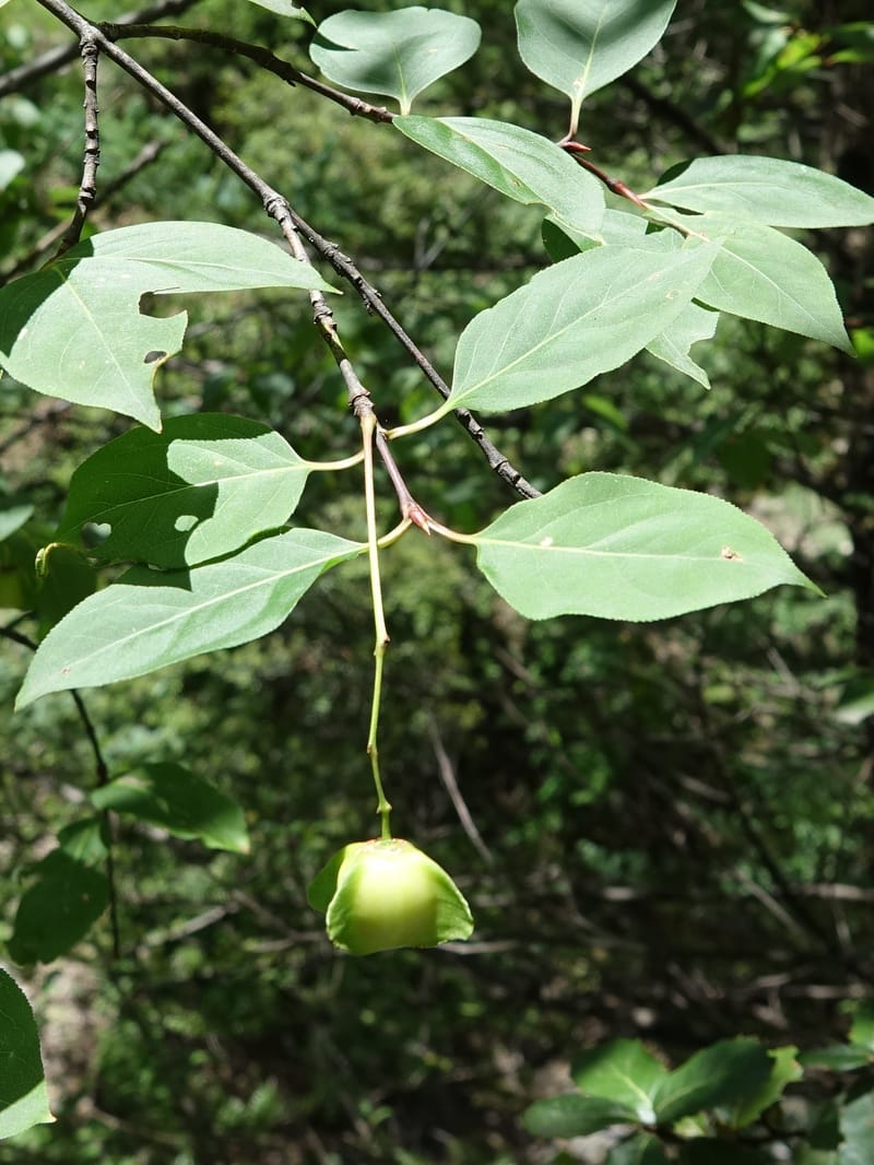 Euonymus sanguineus, D. Boufford 43991--China. Sichuan. Yibailingba-gou. 12 Aug 2017. DSC04660 (430).JPG