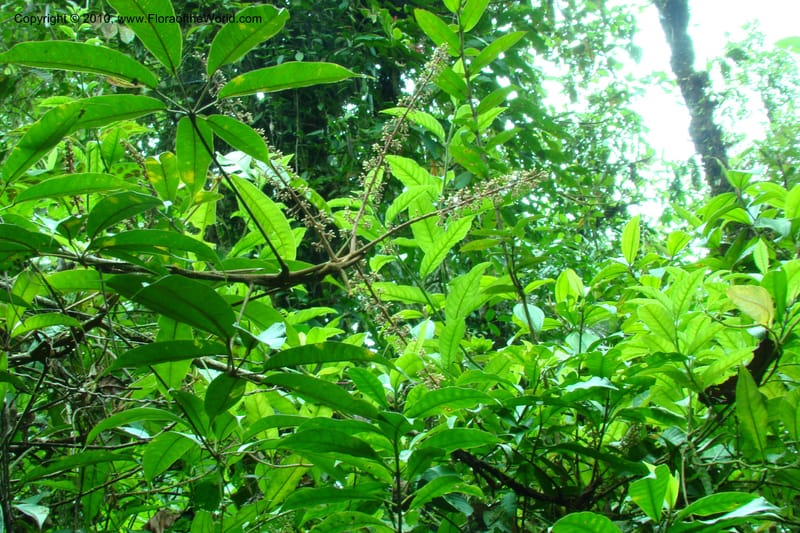 Schefflera, B. Hammel 25155--Costa Rica. Prov. Heredia. Braulio Carillo N. P. 19 April 09. 233.jpg