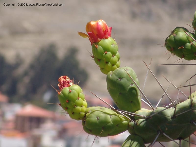 Opuntia subulata--Bolivia. La Paz. Jardin Botanico La Paz. 3 Dec 04. 135.jpg