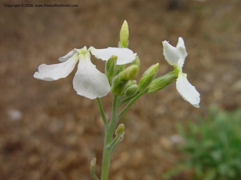 Matthiola tricuspidata, 92.0031--CA. UC Berkeley Bot. Gard. 11 Feb 03. 094.jpg