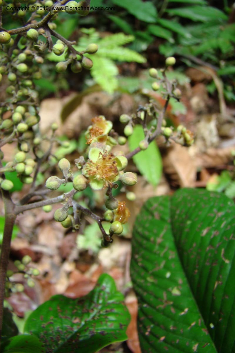 Tetracera, Vasquez 34802--Peru. Loreto. Dist. Nauta. Miraflores, Rio Tigre. 10 Nov 08. 546 (17).jpg
