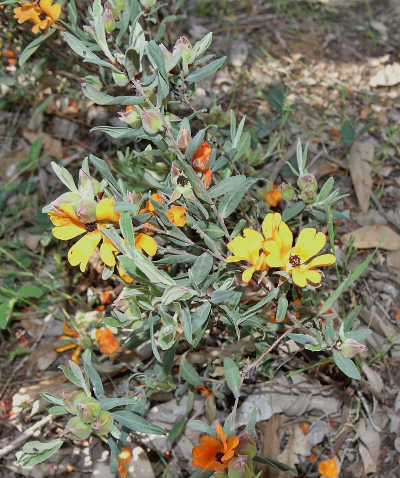 Hibbertia miniata, Davidson, C 13376--Australia. W.A. Flora Rd. 22 Oct 2016. DSC03739 (4).JPG
