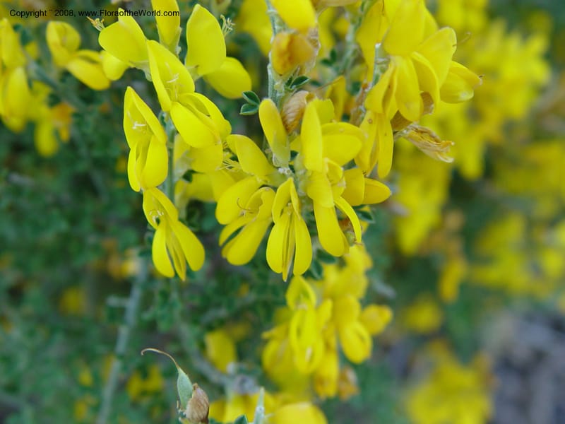 Genista canariensis--Spain. Barcelona Botanic Garden. 21 Apr 04.  086.jpg