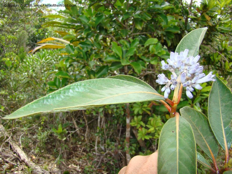 Psychotria, JMunzinger4807--N.Caled. Plateau de Poro. 16 Nov 07. 141.jpg