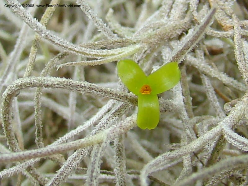 Tillandsia usneoides, CDavidson11164--TX. Walker Co. Newport Village Rd. 27 Apr 08. 155.jpg