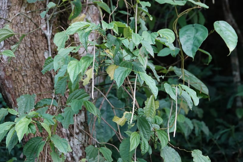 Piper bonii, D. Boufford 44107--China. Yunnan. Lao jun Shan. 30 Apr 2018. DSC00424 (382).JPG