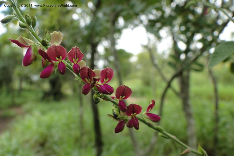 Desmodium, W. D. Stevens 31173--Paraguay. Edo. Concepcion. Garay Cue. 19 Mar 2011. 406 (11).jpg