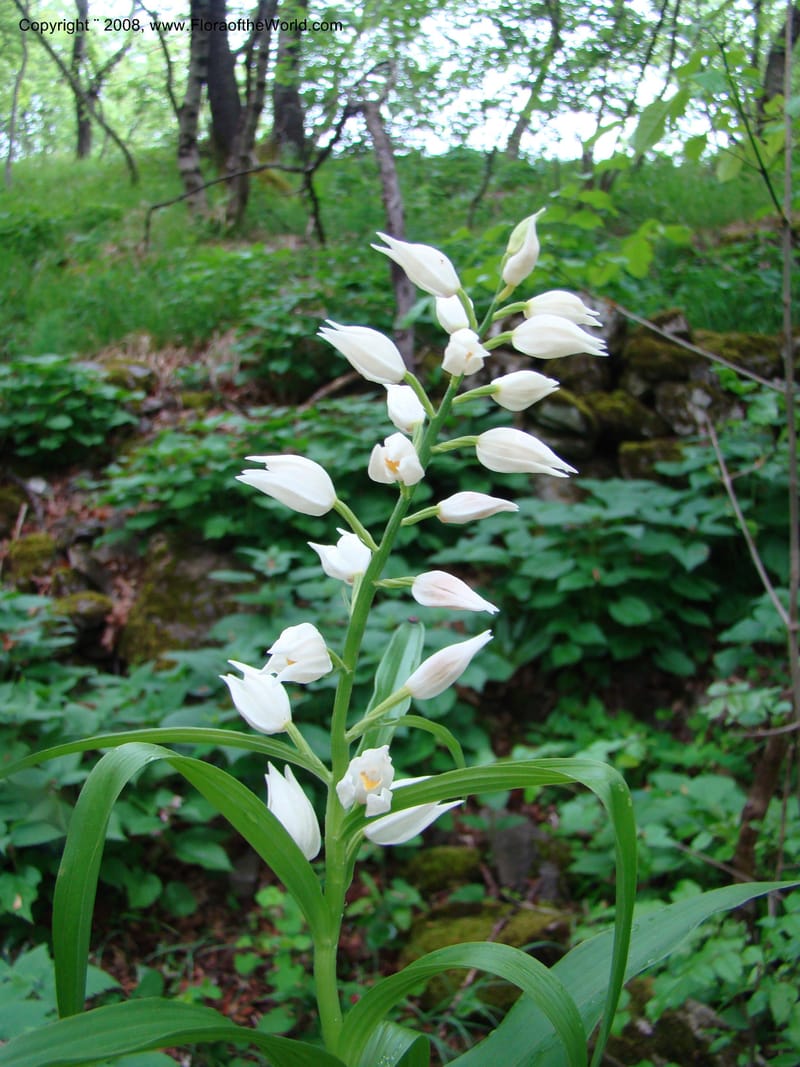 Slovenia. 3 km S of Kozina. 17 May 08. 074.jpg